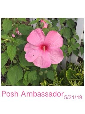 Meet your Posher, Suzie ⭐️ Posh Ambassador II
